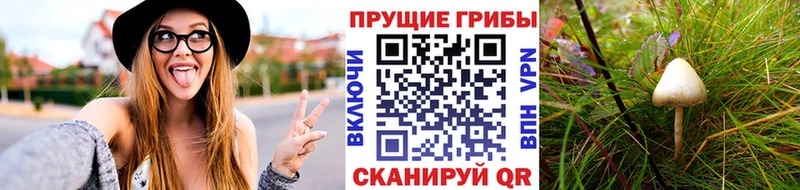 дарнет шоп Каменск-Уральский blacksprut онион Псилоцибиновые грибы Cubensis
